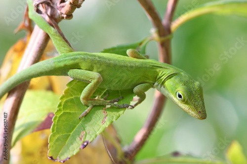 Lizard on a Plant