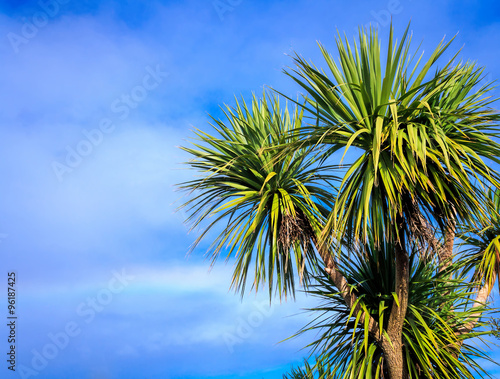 Ti kouka – New Zealand cabbage palm tree, landscape with a blu