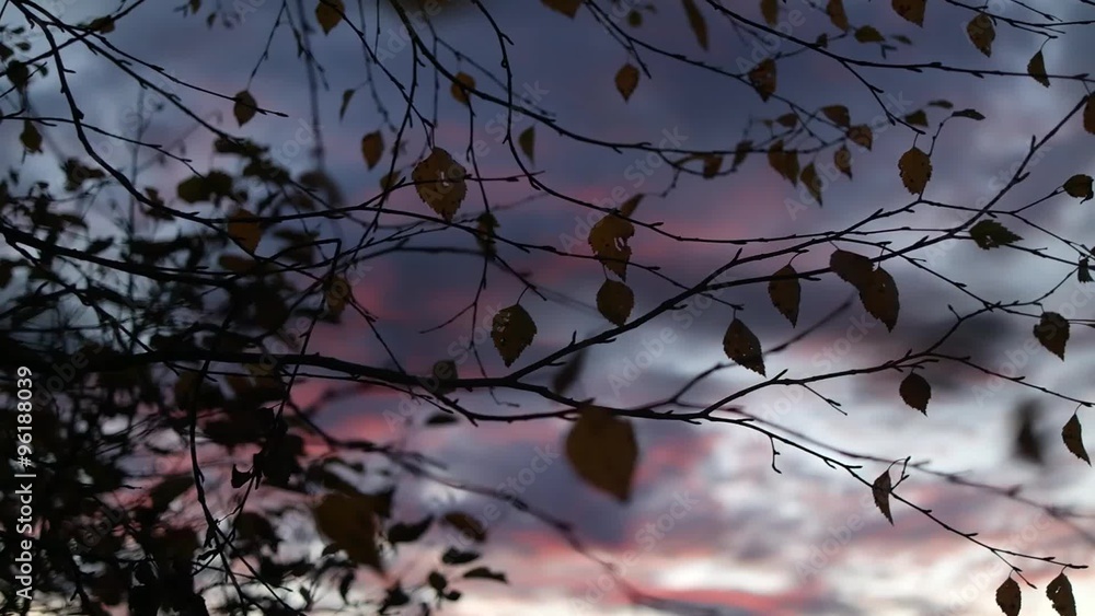 Fall in the forest. Autumn leaves and sunset sky in motion Fall in the forest. Autumn leaves and sunset sky in motion