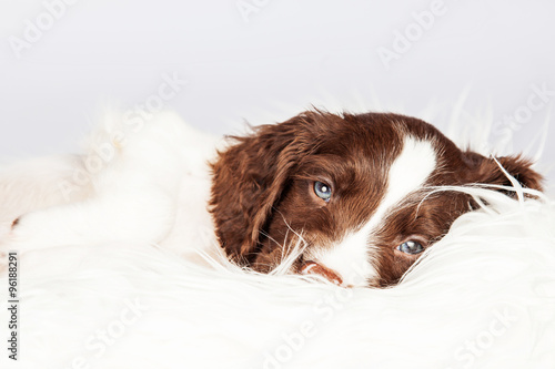 Sleepy English Springer Spaniel Puppy Lying On Fur