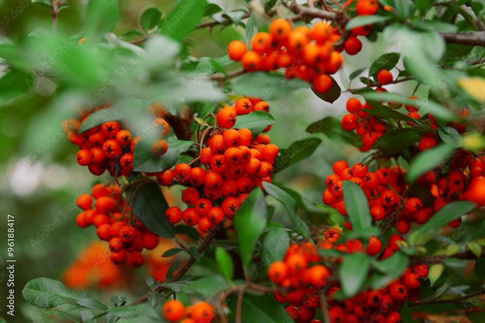 Ash berry tree closeup Ash berry tree closeup