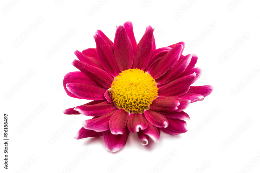 beautiful magenta chrysanthemum beautiful magenta chrysanthemum
