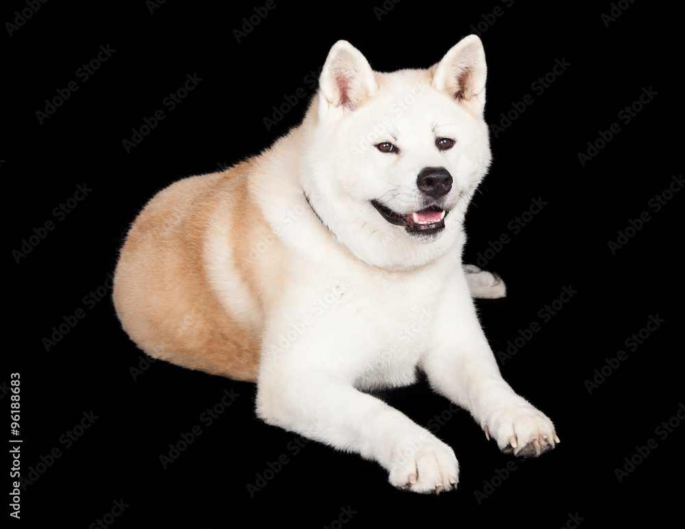 White And Brown Akita Lying Against Black Background