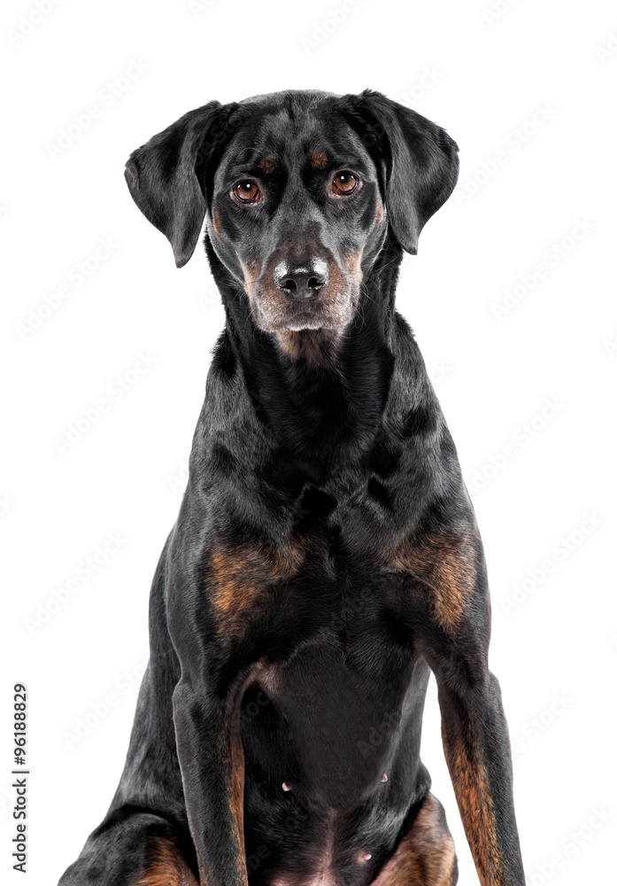 Cute black dog staring at the camera
