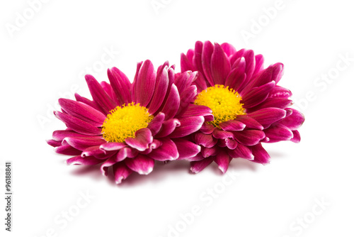 beautiful magenta chrysanthemum