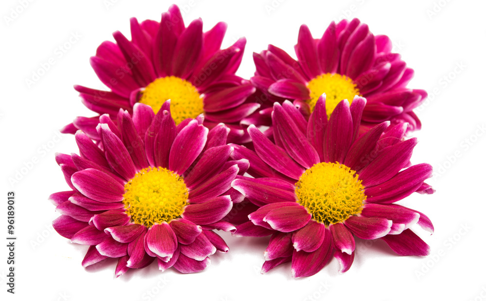 beautiful magenta chrysanthemum beautiful magenta chrysanthemum