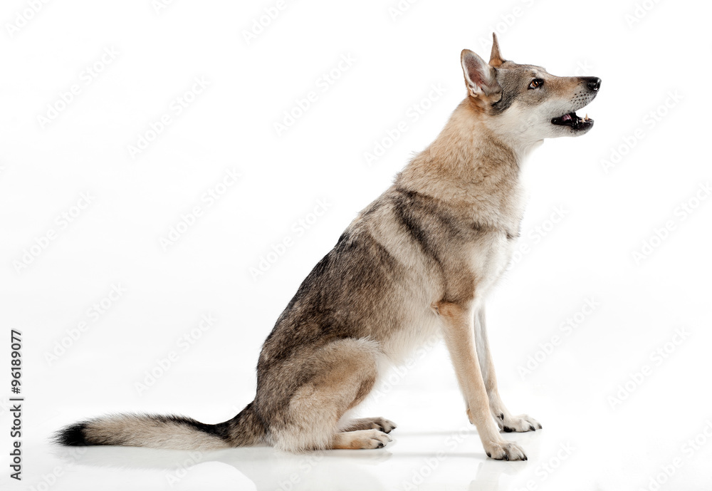 Czechoslovakian wolfdog sitting barking Czechoslovakian wolfdog sitting barking