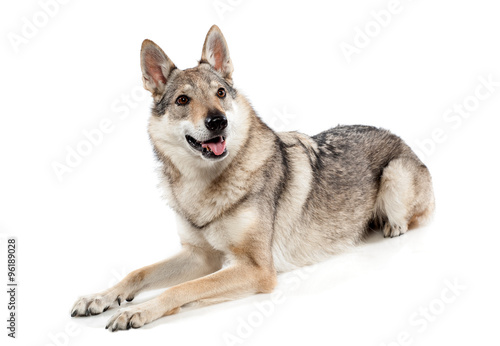 Alert Czechoslovakian wolfdog photo