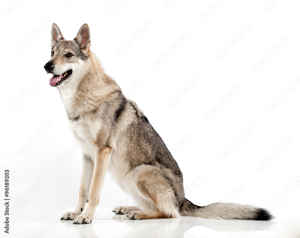 Czechoslovakian hybrid wolf dog - obrazy, fototapety, plakaty 
