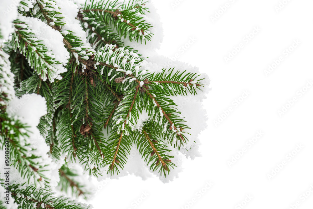 Fir branch in snow isolated on the white background Fir branch in snow isolated on the white background