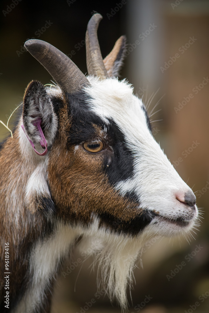Goat portrait Goat portrait