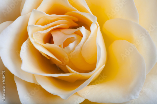 Beautiful rose flower closeup.