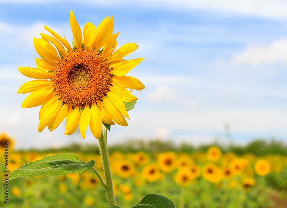 Beautiful sunflower in the field and blue sky Beautiful sunflower in the field and blue sky