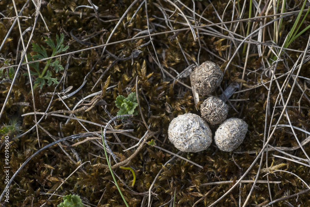 Obraz premium Crottes , Lièvre d'Europe, Lepus europaeus