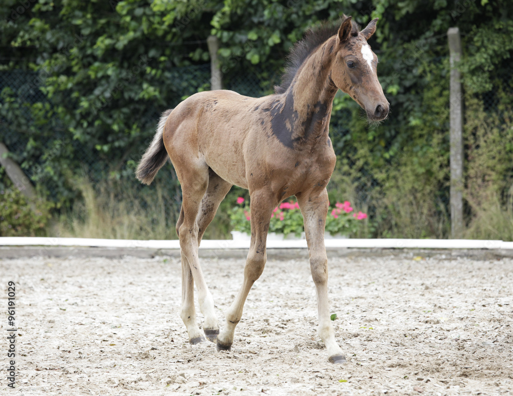 Fototapeta premium edles Holsteiner Fohlen
