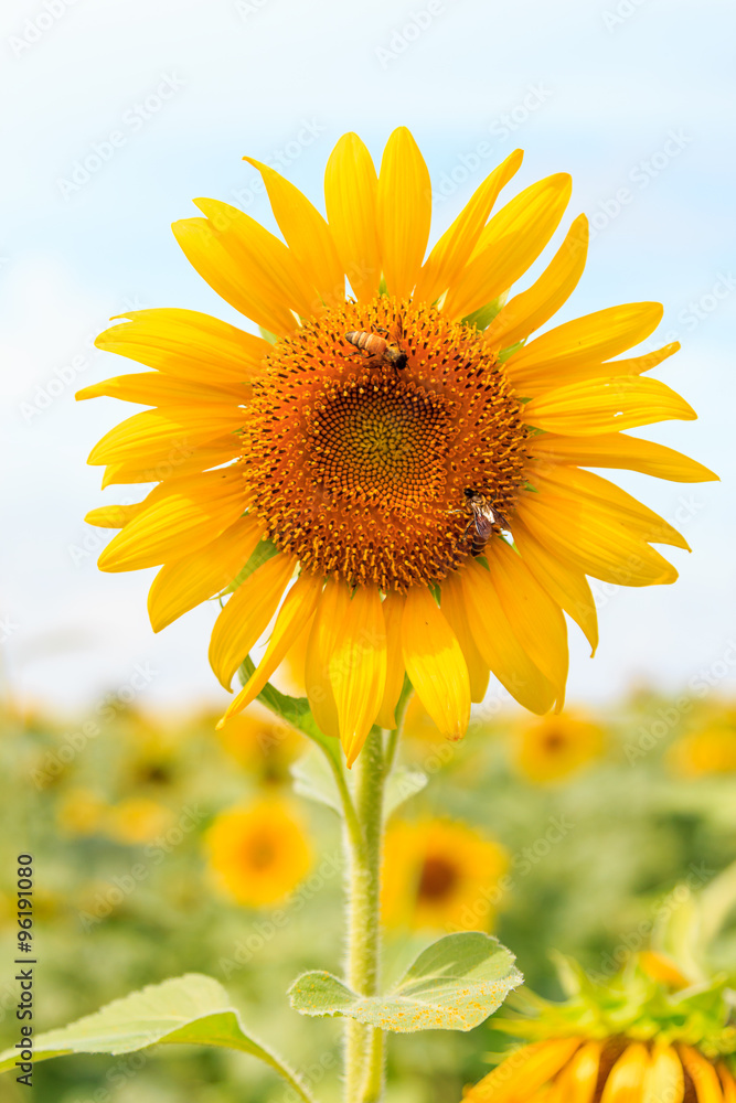 Fototapeta premium Beautiful sunflower in the field and blue sky