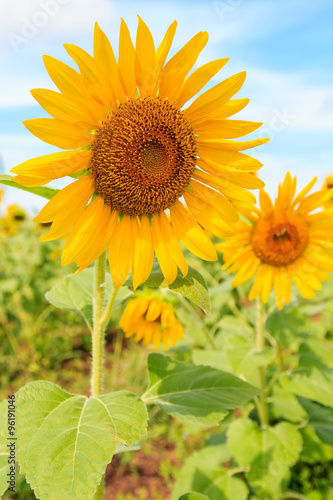 Fototapeta Naklejka Na Ścianę i Meble -  Beautiful sunflower in the field and blue sky