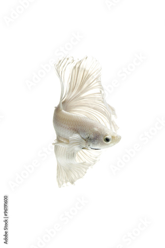Obraz na płótnie Siamese fighting fish on white background