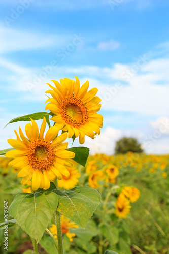 Beautiful sunflower in the field and blue sky