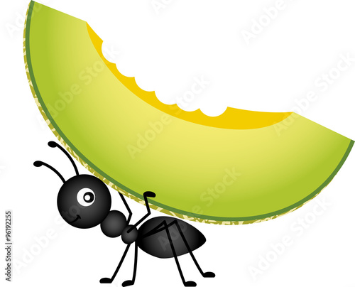 Ant carrying a cantaloupe melon
