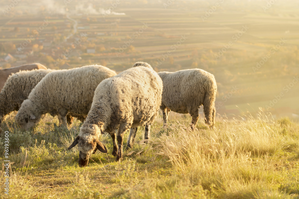 Group of sheep grazing grass on a beautiful field Group of sheep grazing grass on a beautiful field