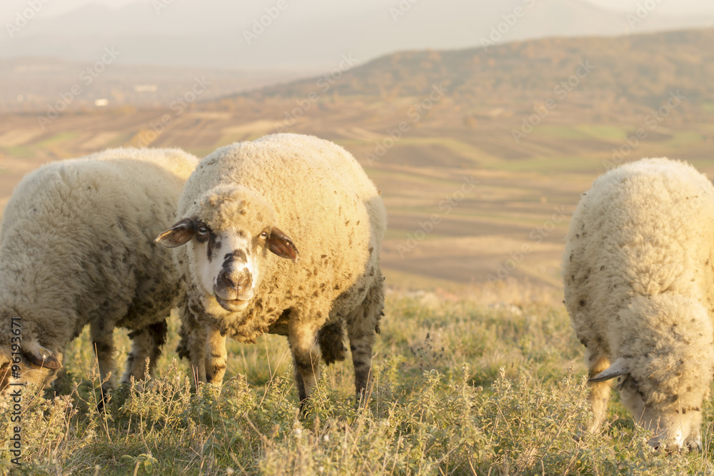 Group of sheep grazing grass on a beautiful field Group of sheep grazing grass on a beautiful field