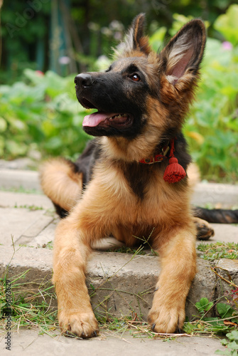 Close-up portrait of a beautiful young german shepherd dog puppy sitting in green grass
