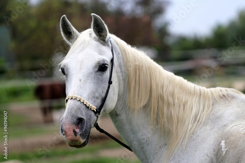 Beautiful head shot of an arabian horse at ranch