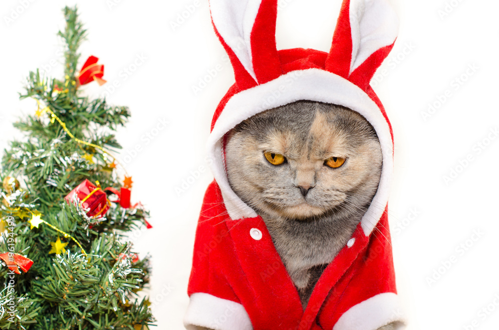 Sad Christmas cat Stock Photo | Adobe Stock