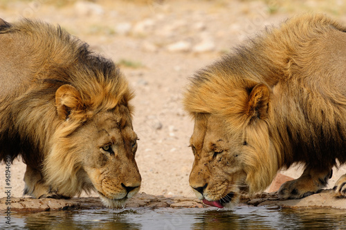 Black mane lions drinking