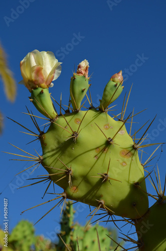 Opuntia cactus with flower photo