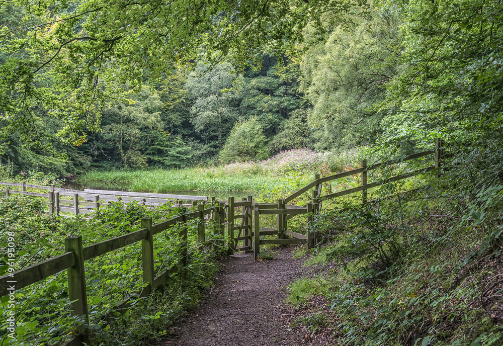 Leafy woodland pathway