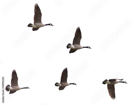 Canada Geese Flying on a White Background