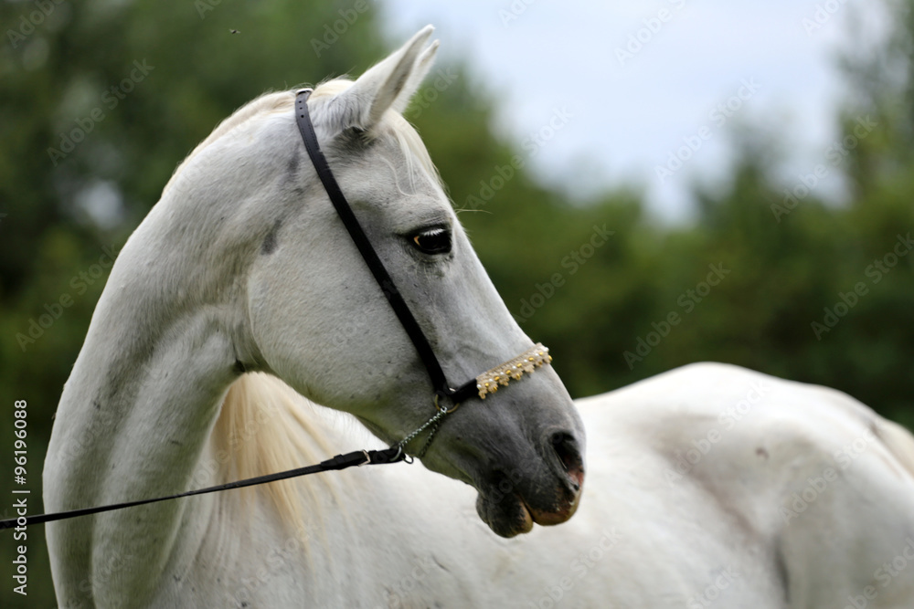 Obraz premium Beautiful thoroughbred horse head at farm against natural backgr