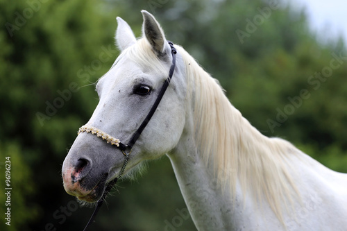 Portrait of a grey colored arabian mare