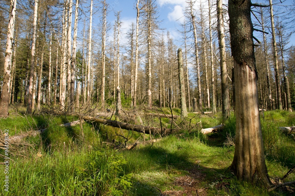 Obraz premium Dead trees in a forest in the Harz Mountains. northern Germany