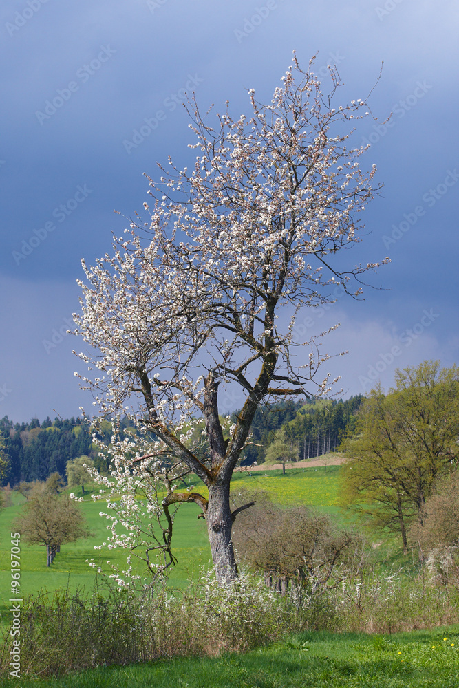 Fototapeta premium Frühling