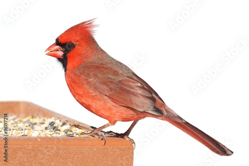 Cardinal On A Feeder © Steve Byland