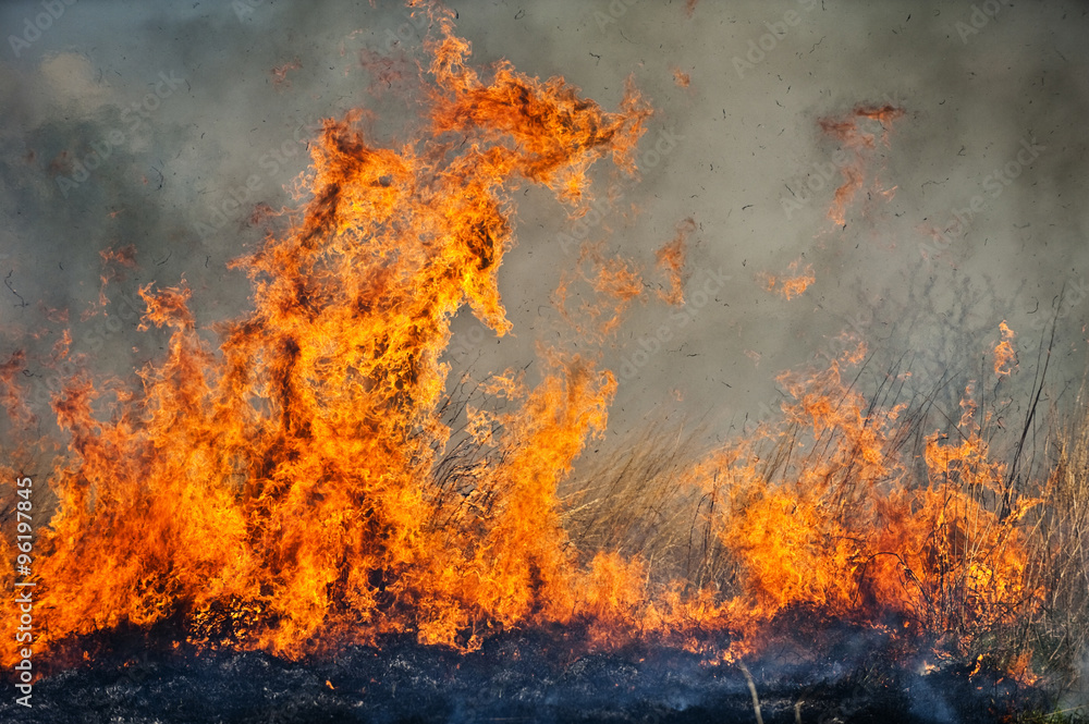 action shot of a large grass fire
action shot of a large grass fire