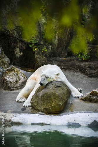 a sleeping polar bear at a zoo