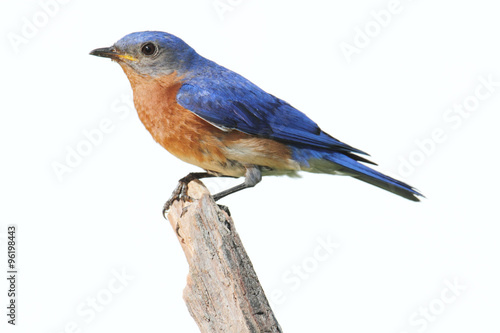 Isolated Bluebird On A Perch With A White Background