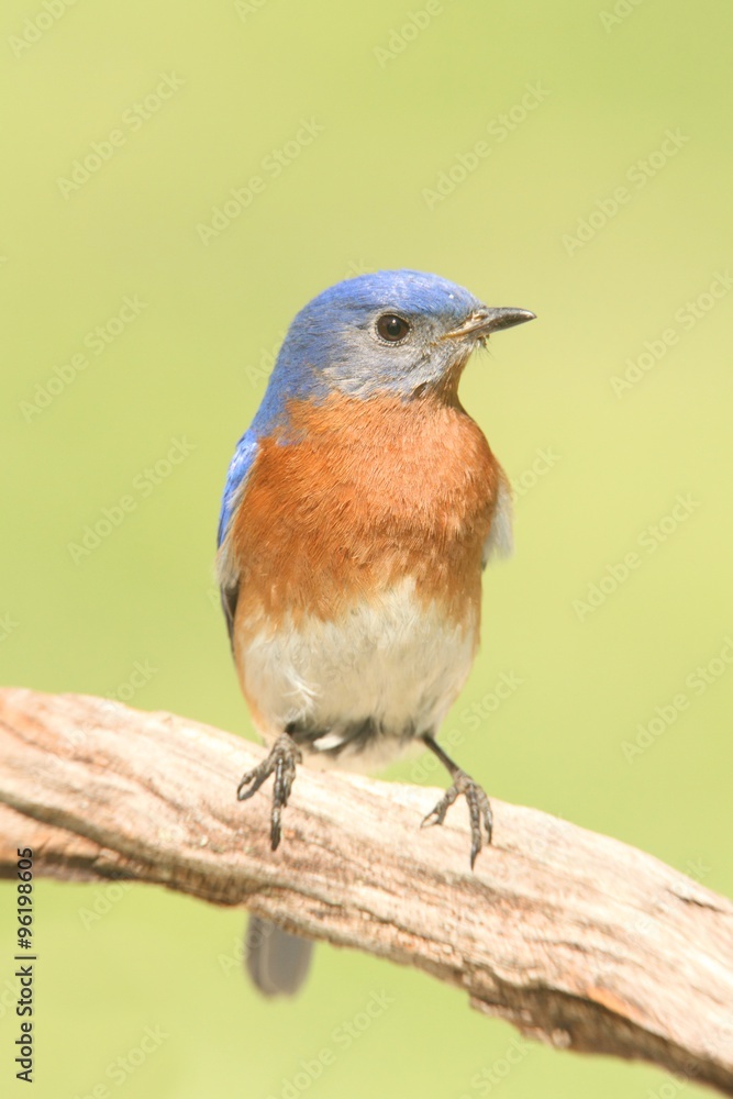 Fototapeta premium Male Eastern Bluebird