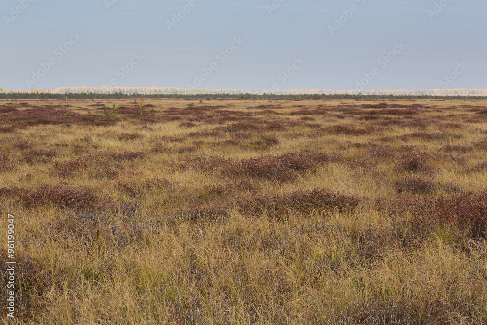 Autumn brown field at the swamp Autumn brown field at the swamp