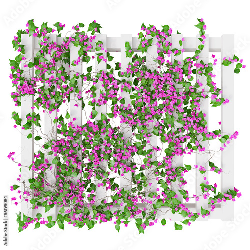 Fototapeta Naklejka Na Ścianę i Meble -  Flowers pink plant, top view