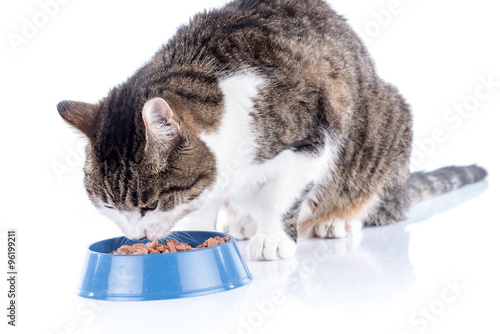 Fototapeta Naklejka Na Ścianę i Meble -  Cat eating wet food