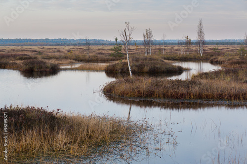 Swamp with creek in the autumn