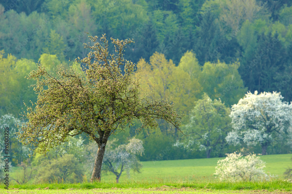 Fototapeta premium Frühling