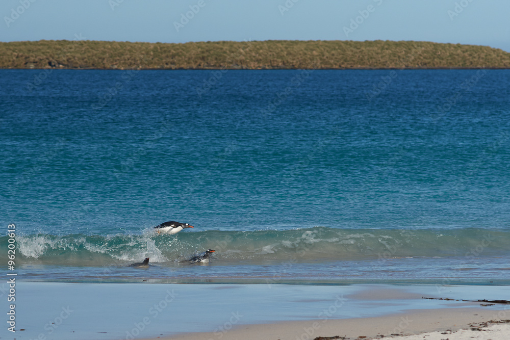 Fototapeta premium Gentoo Penguins (Pygoscelis papua) emerging from the sea onto a large sandy beach on Bleaker Island in the Falkland Islands.