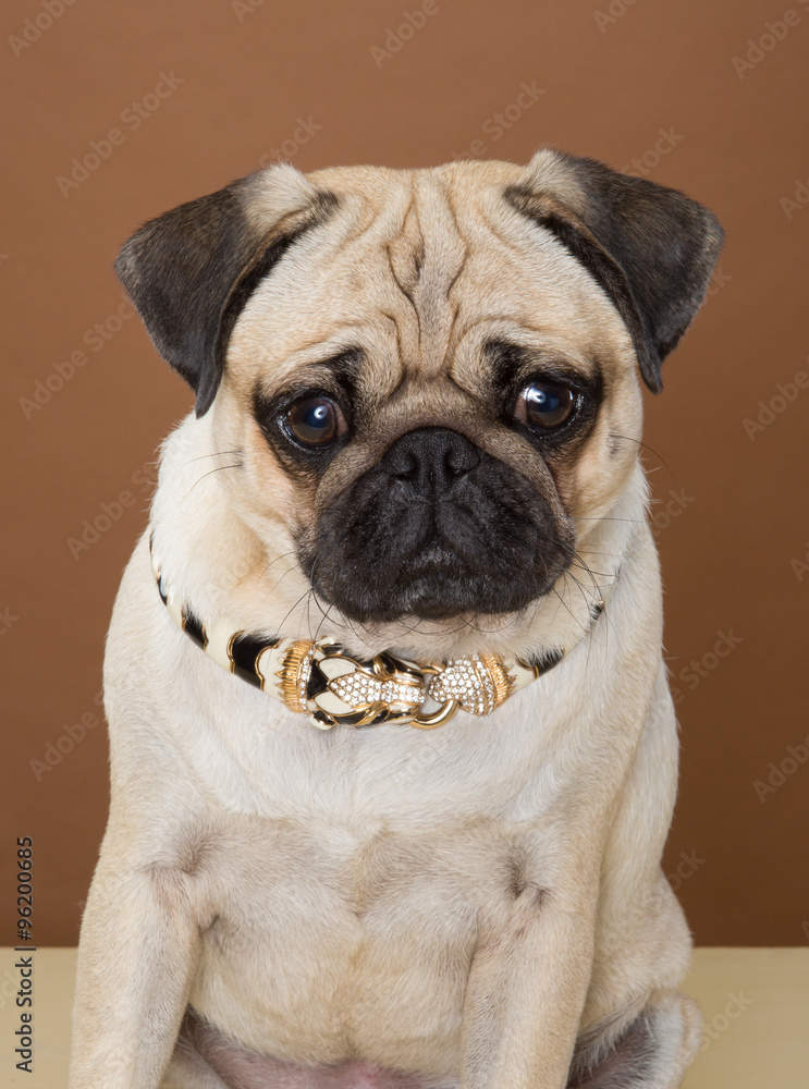 Obraz premium pug posing in a studio against a cream and brown wall