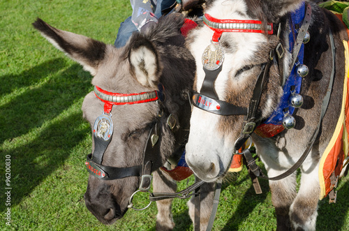 grey british seaside donkeys used for donkey rides